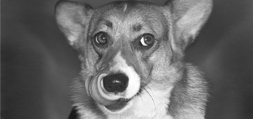 Der walisische Pembroke-Corgi