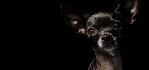 Der Chihuahua