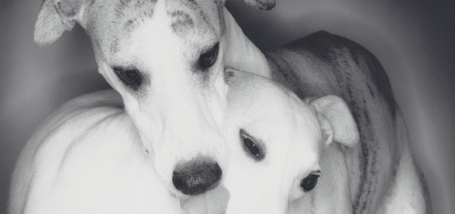 Der Whippet