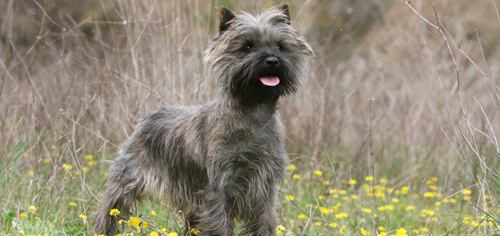 Der Cairn-Terrier