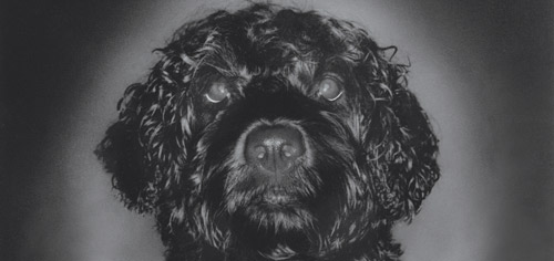 Der portugiesische Wasserhund
