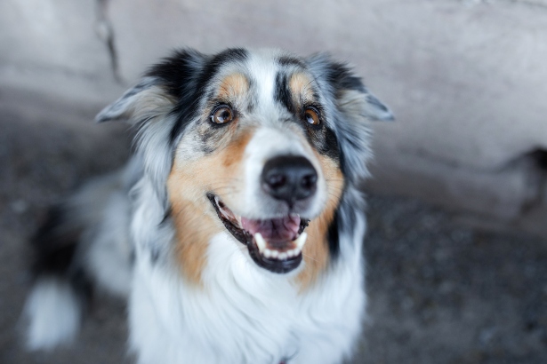 Der australische Schäferhund