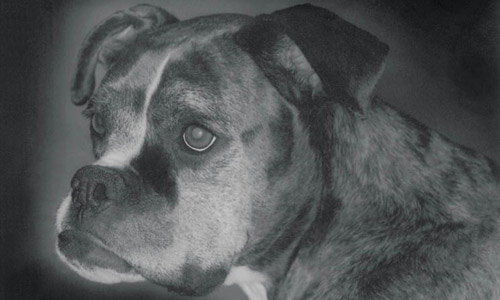 Der Boxer