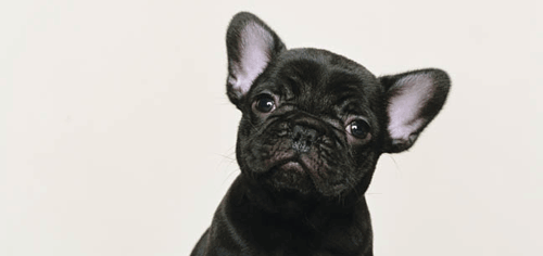 Die französische Bulldogge