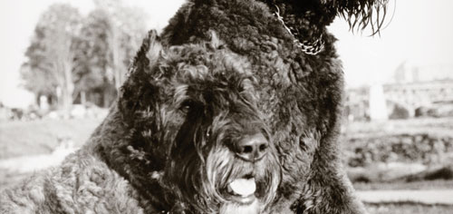Der Bouvier des Flandres