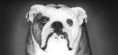 Die Bulldogge