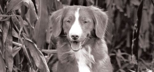 Der Nova Scotia Duck Tolling Retriever