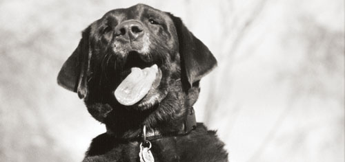 Der Labrador-Retriever