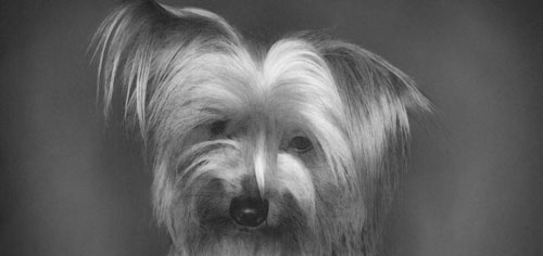 Der Yorkshire-Terrier