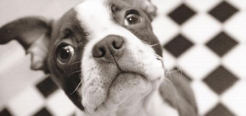 Der Boston-Terrier
