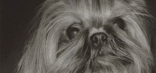 Der Shih-tzu