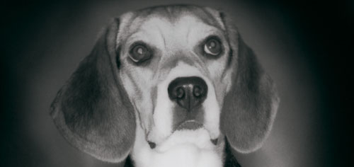 Der Beagle