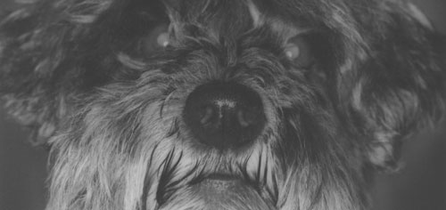 Der Schnauzer