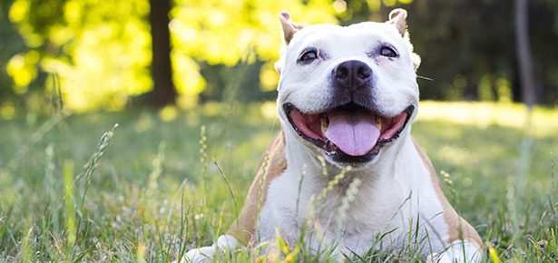 Ist es nicht ein Pitty?