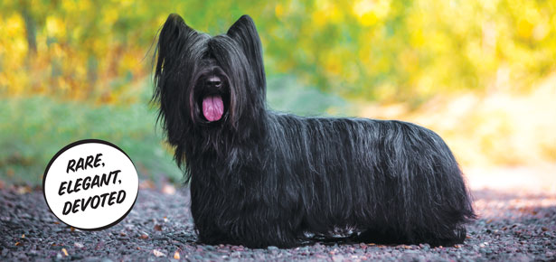 Der Skye-Terrier