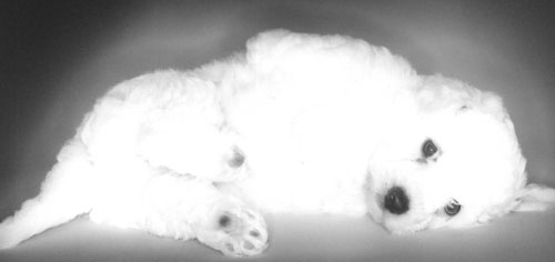Der Bichon Frise