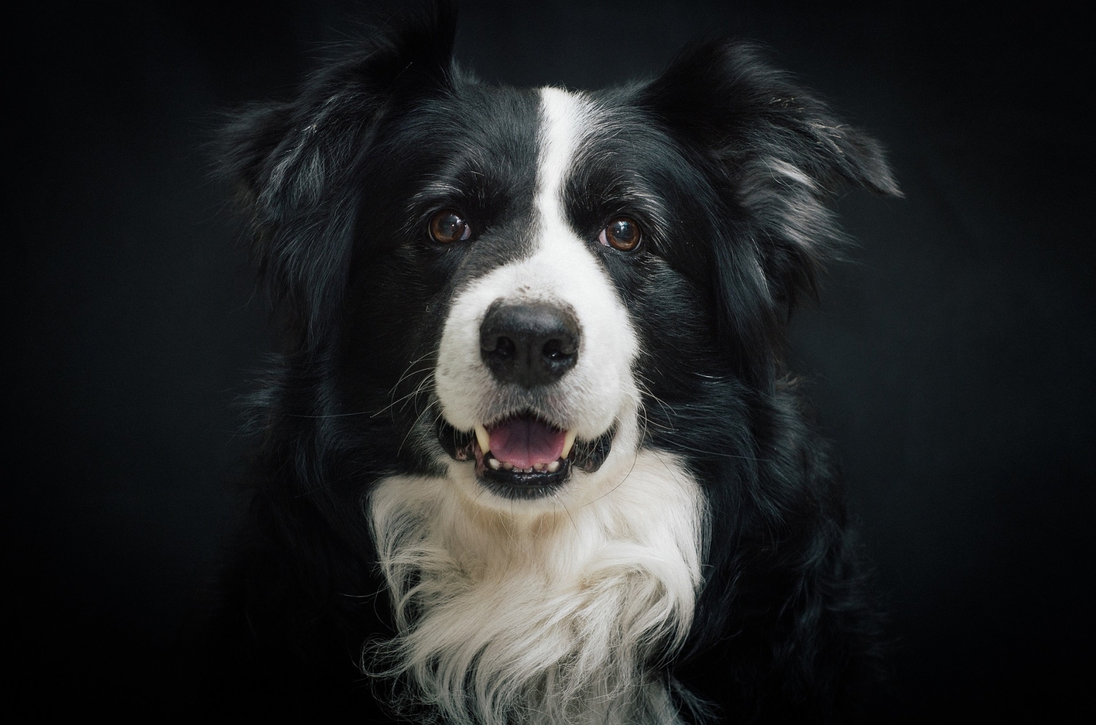 Der Border-Collie