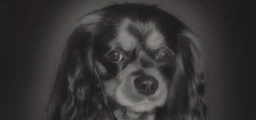 Der Cavalier-King-Charles-Spaniel