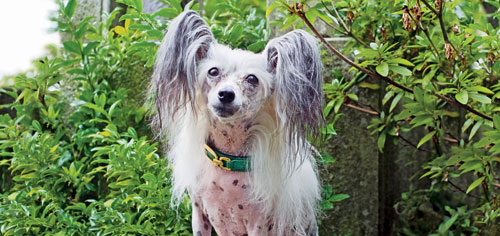 Der Chinesische Schopfhund