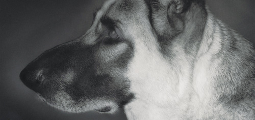 Der Deutsche Schäferhund