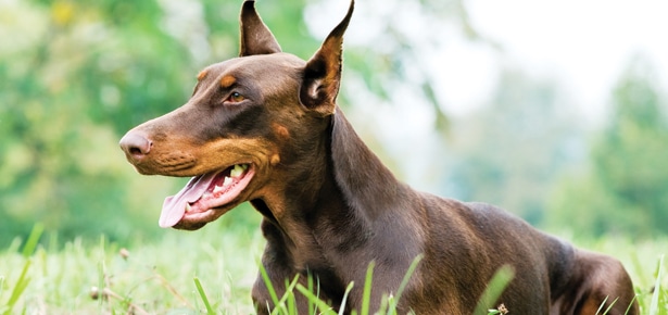 Der Dobermannpinscher