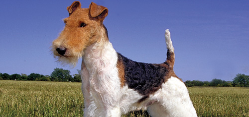Der Foxterrier