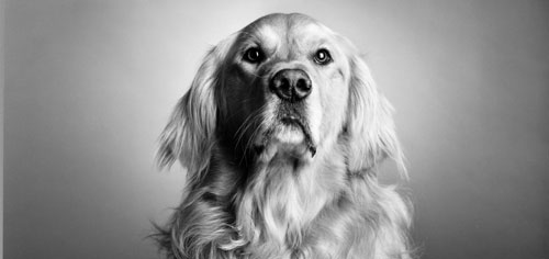 Der Golden Retriever