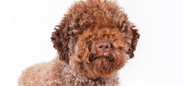 Der Lagotto Romagnolo