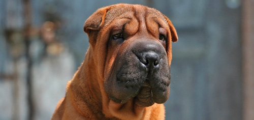 Der Shar-Pei