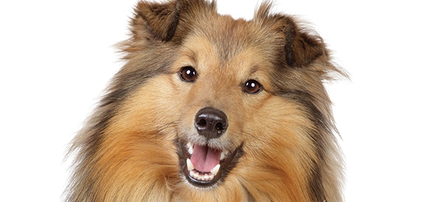Der Shetland Sheepdog