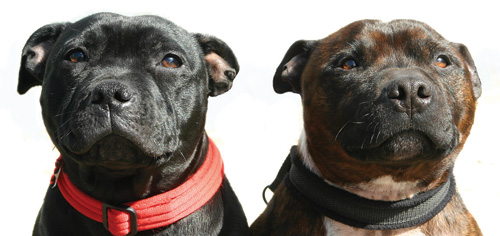 Der Staffordshire-Bullterrier