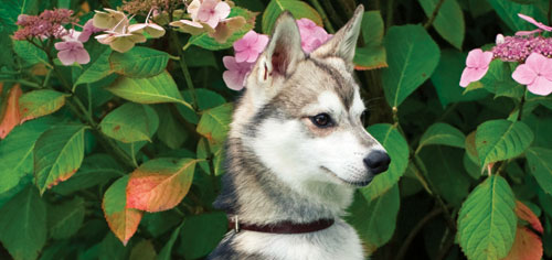 Der alaskische Klee Kai