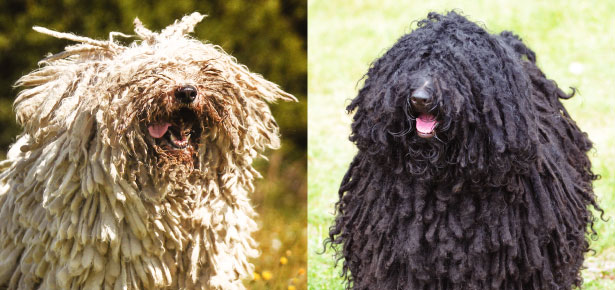 Häufig verwechselte Rassen: Der Komondor vs. der Puli