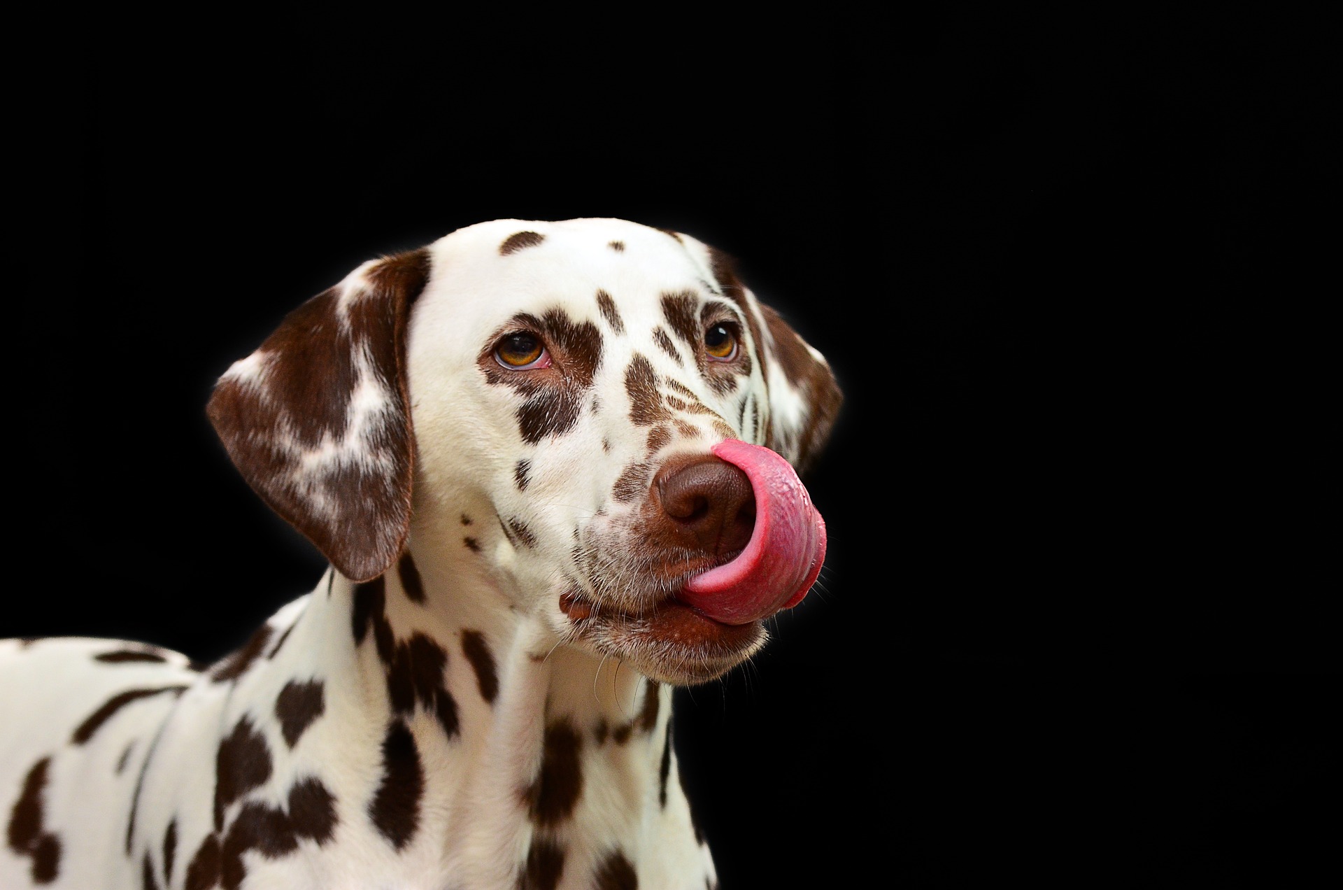 Futter und Futterzusätze für Hund und Katze – worauf sollte man achten?