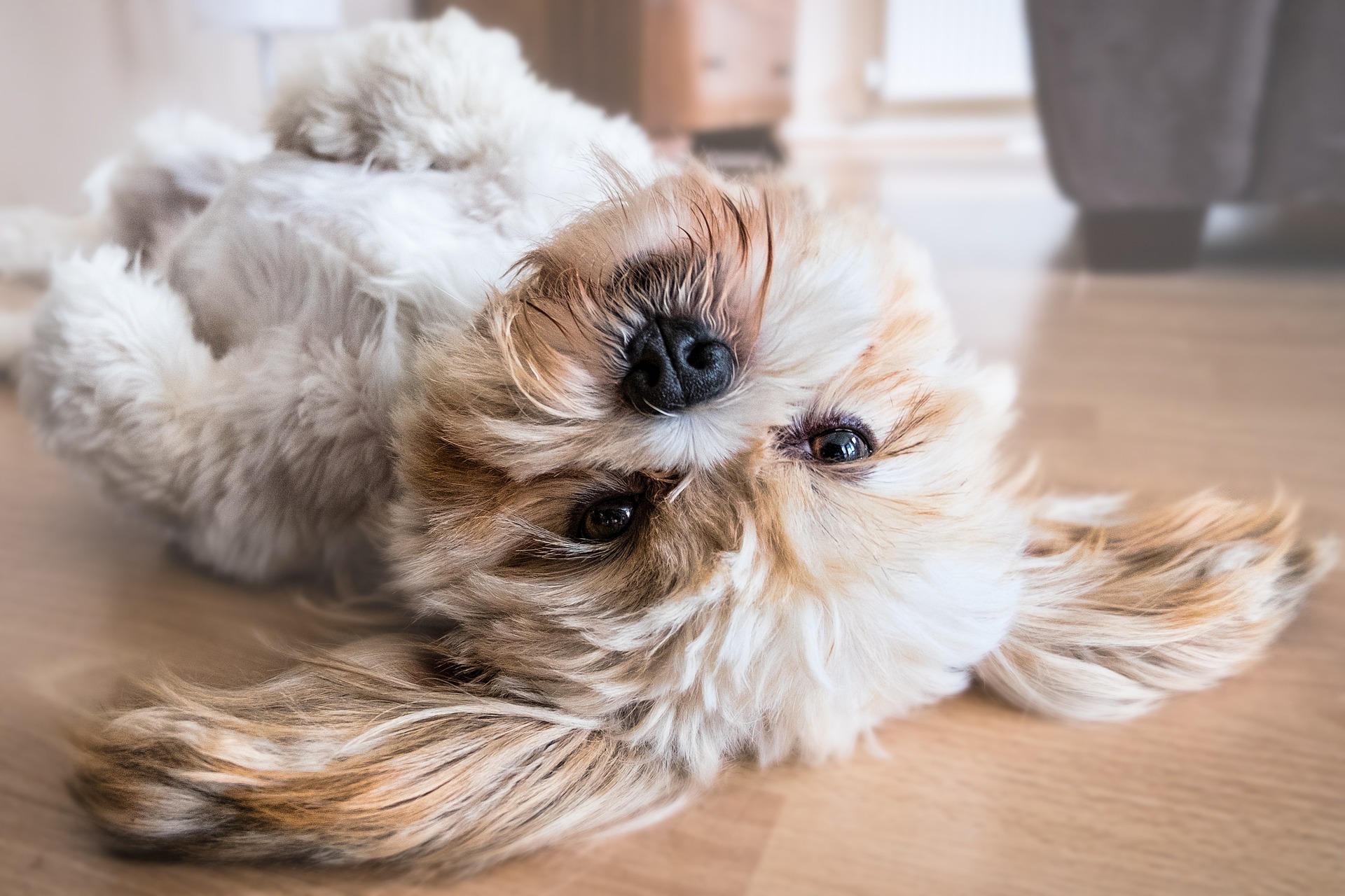 Wenn der Hund einzieht – was muss man Bedenken und was wird sich verändern?