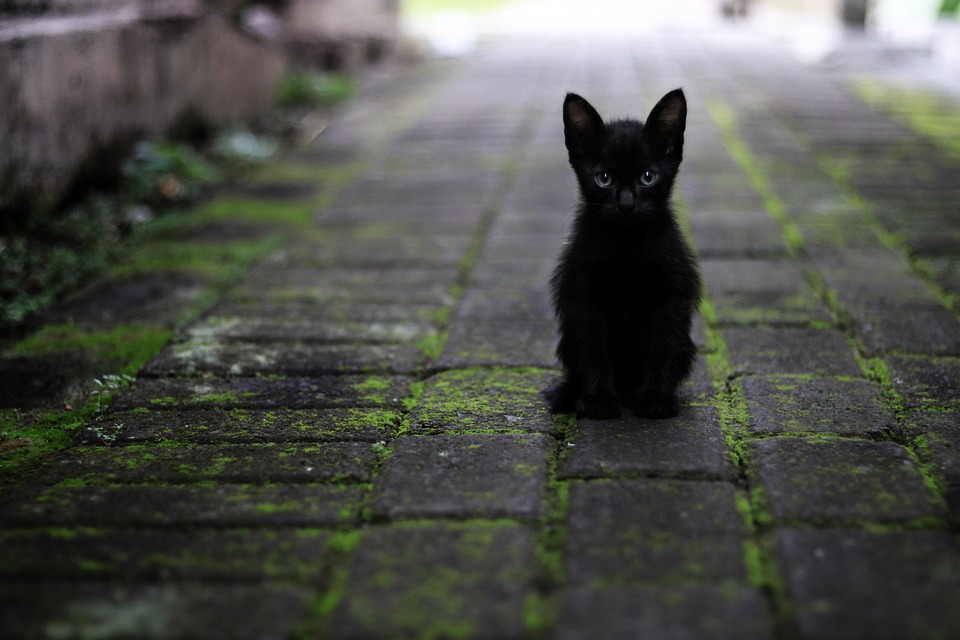 Abessinier Katze: Die sportlichen Schönheiten