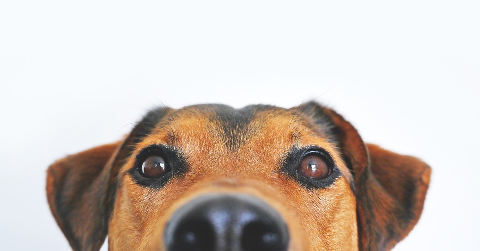 Advantix Hund: Parasitenbekämpfung leicht gemacht