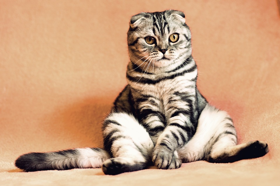 Älteste Katze der Welt: Rekorde und Geheimnisse der Langlebigkeit