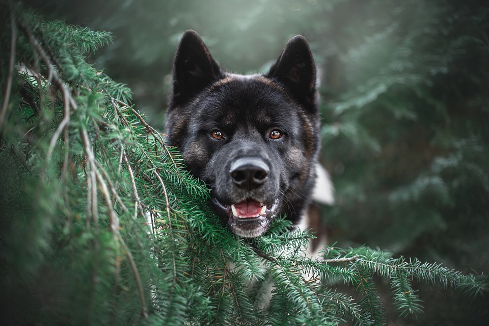 Akita Hund: Die edle japanische Rasse
