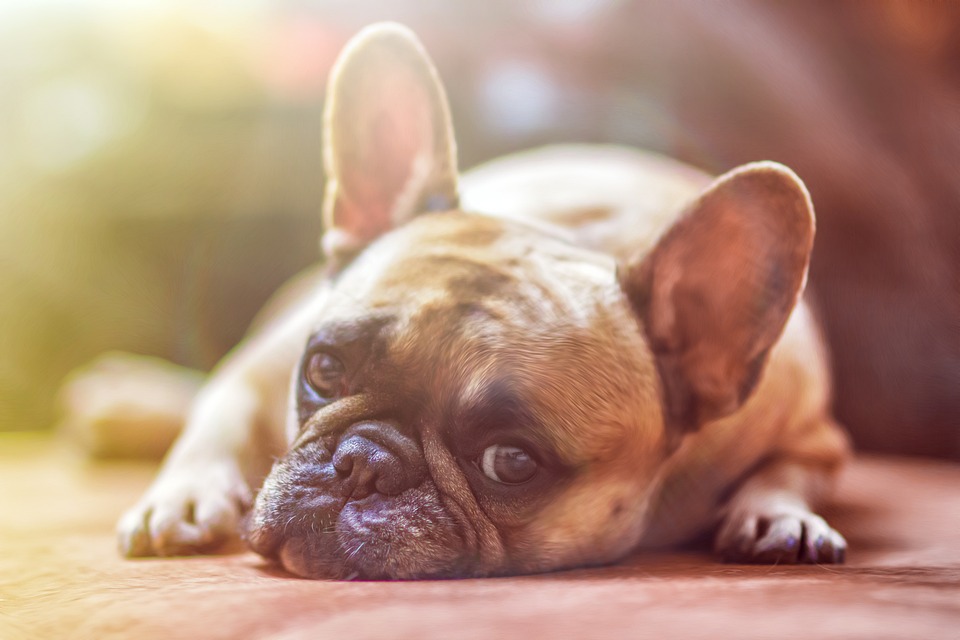 Analdrüse Hund: Probleme und Behandlung