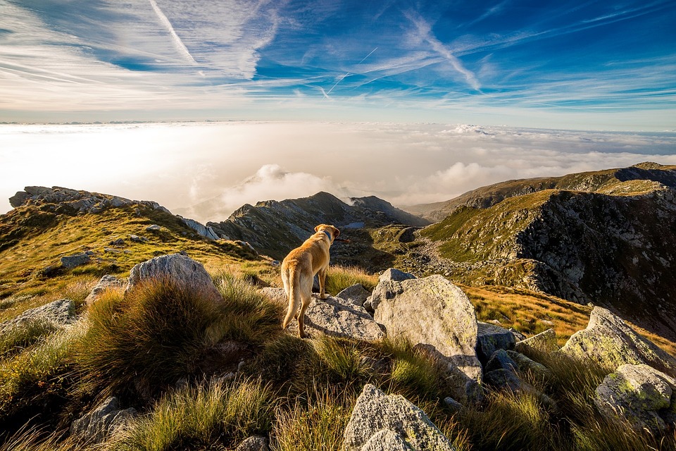 Analdrüsen Hund: Pflege und mögliche Probleme
