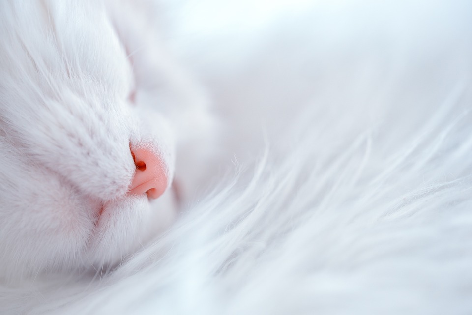 Angora Katze: Die flauschige Schönheit