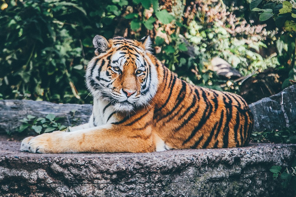 Ausmalbild Katze: Kreative Vorlagen für Kinder