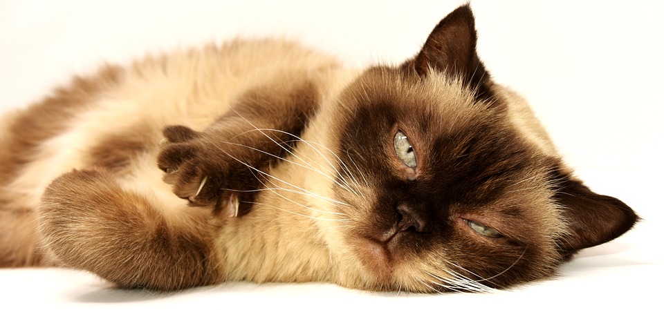 BKH Katze (Britisch Kurzhaar): Rassebeschreibung und Charakter