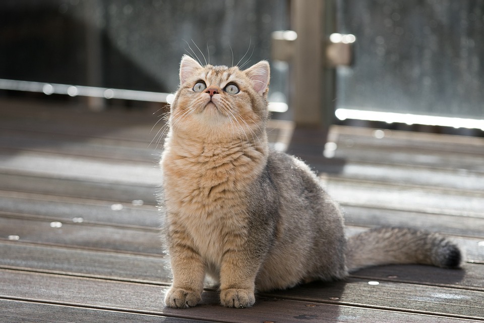BKH Katze Kaufen: Auswahl und Preis