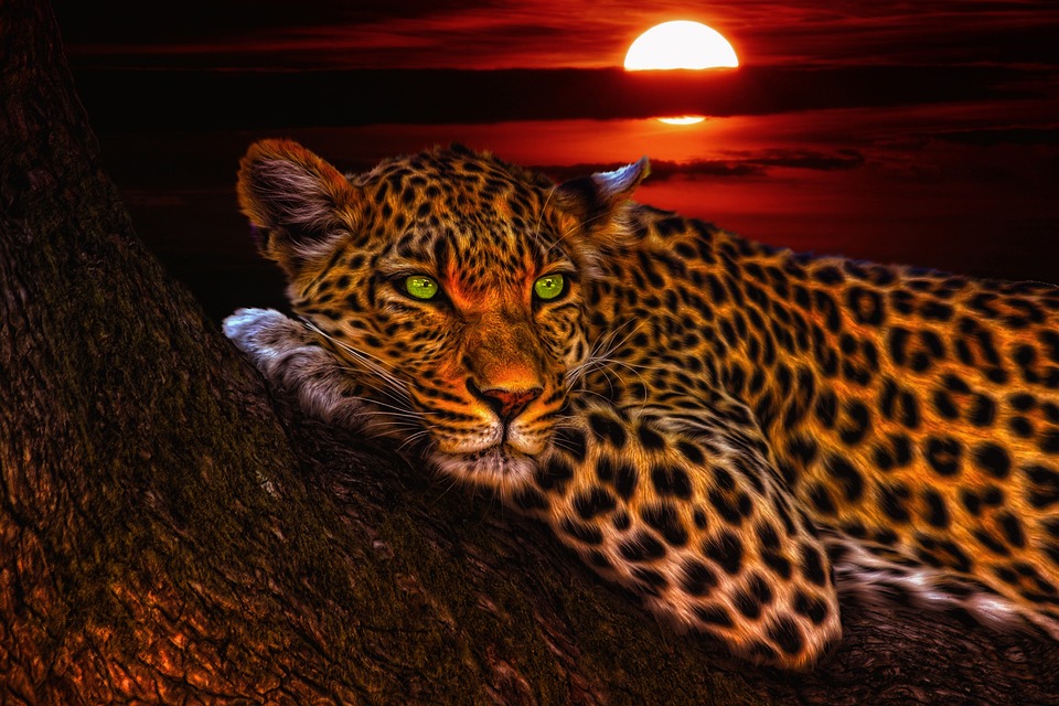 Bengalische Katze: Die wilde Schönheit