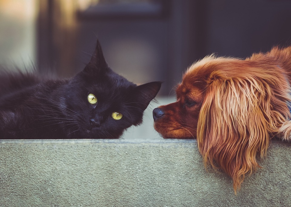 Bindehautentzündung Hund: Symptome und Behandlung