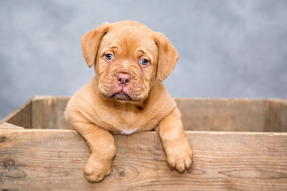 Blasenentzündung Hund: Symptome und Therapie