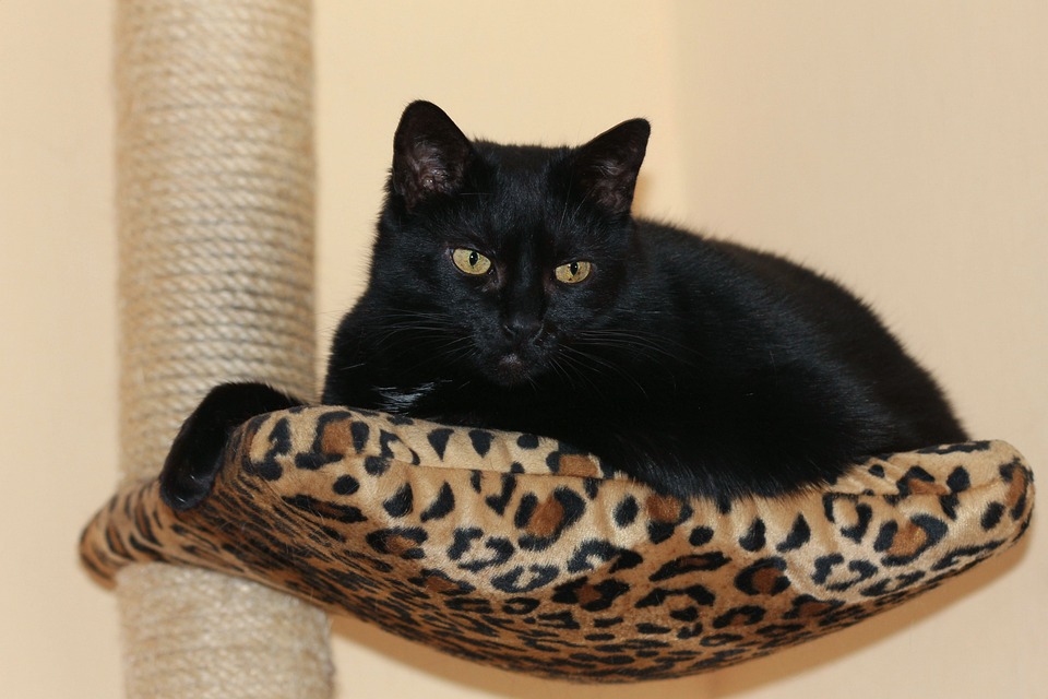 EKH Katze: Europäisch Kurzhaar im Portrait