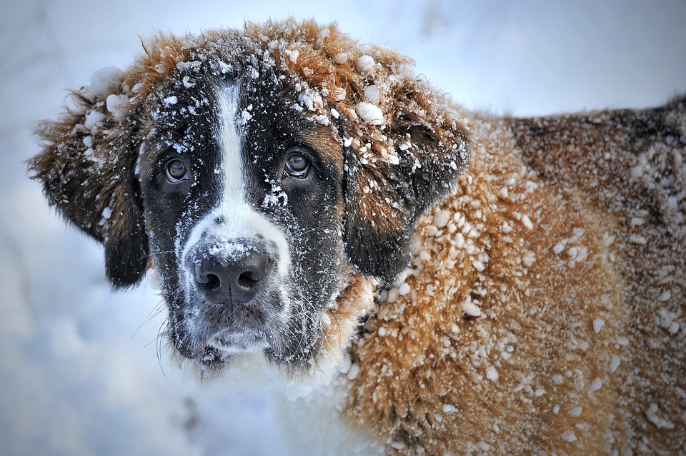 Entwurmung Hund: Wann und wie oft?